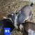 Nigerian Dwarf Goats 10 thumbnail