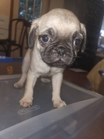 5 pugs pug 4 machos 1 hembra (Tacoma)64032525152258120