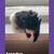 Guinea Pigs 1 thumbnail