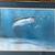 2 John Dearman signed fish lithographs, Red and Speck 2 thumbnail
