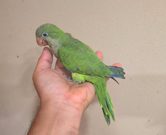 Agapornis verde bebé (Miami)63685532872577120