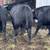 Angus Bulls 6 thumbnail