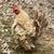 Bantam frizzle 1 thumbnail