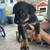 Rottweiler puppies 4 thumbnail