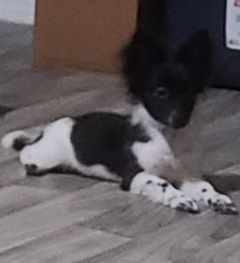 Pomeranian Yorkie mix puppy (Oklahoma City)63670608697857121