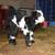 Fainting Goat kids for sale 4 thumbnail