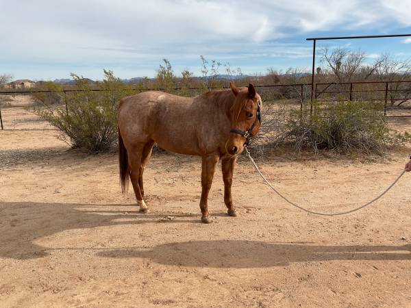 11 Year Old Grade Mare 1
