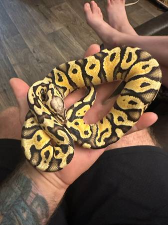 Python and enclosure (Jacksonville)63682121295489122