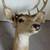 6 POINT BUCK DEER HEAD 3 thumbnail