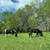 Mare and Filly 2 thumbnail