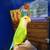 Love bird 1 thumbnail