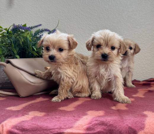 Small size poodle mix puppies63881394966531123