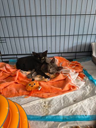 Kittens available for adoption63875423228803122