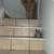 Long haired Tabby kitten. 3 thumbnail