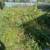 BEST CHOICE LAWN MOWING/GARDENING 10 thumbnail