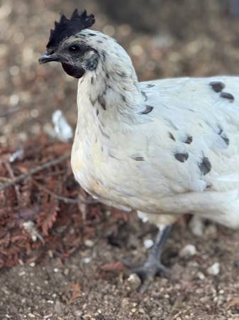 Fertilized Hatching Zombie Eggs 1