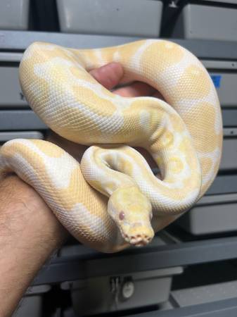 Albino Ball Python63686641430913120