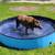 BRAND NEW swimming pool dog pool pet pool kids pool foldable pool 1 thumbnail