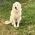 6yo LGD Maremma Livestock Guardian Goats Chickens Sheep 3 thumbnail