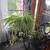 Beautiful spider plants 1 thumbnail