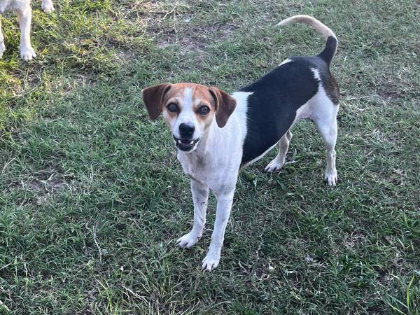 Perros jóvenes y pequeños necesitan hogares (Altha)63383014818817124