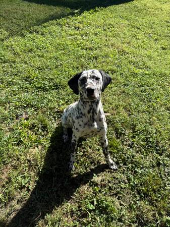 Dalmatian63671518750083120