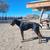 Large Male Doberman Pinscher - 11 Months Old 6 thumbnail