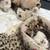 Ragdoll bengal kittens cats kitten 1 thumbnail