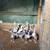 Young Geese 12 thumbnail