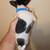 Chihuahua/Shihtzu mix pup 4 thumbnail