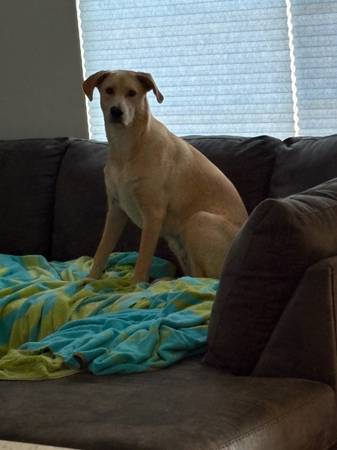 Wonderful, Sweet Dog for Adoption (Staten Island)63887463029121123