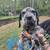 Cane corso puppies 1 thumbnail