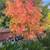 Trees, Shade! Chinese pistache 'KD' 1 thumbnail