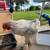 2 young chickens for sell 1 thumbnail