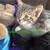 8, 9, 14 week old kittens $20 9 thumbnail