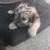 Cute little puppies 4 thumbnail