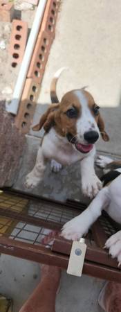 ¡Cachorros de sabueso Basset! (Houston)63859316609539121