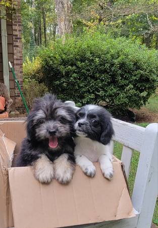 Rehoming to a good home (Stone Mountain)63881506005377120