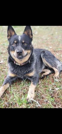 Rehoming dogs blue heeler male and husky german mix female (Muscadine)63612565792131123