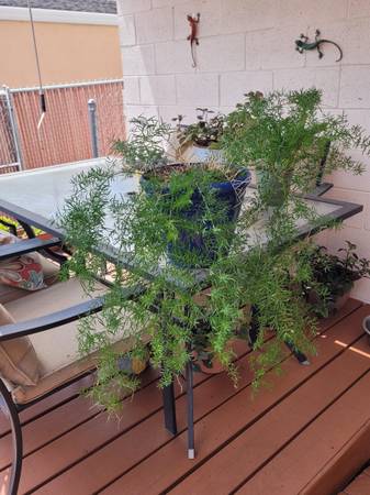 Beautiful Asparagus Fern 1