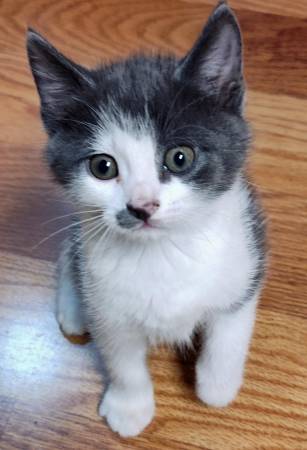 Dos gatitos adorables y juguetones disponibles para adopción63443593107843121