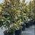 Little Gem Magnolia tree 2 thumbnail