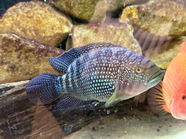 tropical fish (Elyria)63907874337411124