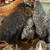 Young hens pullets 6 thumbnail