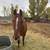 Mare and Hinnie 3 thumbnail