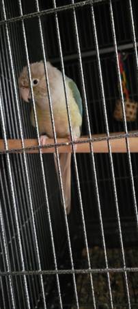 Dos Conures de mejillas verdes (Duluth)63881507342467120