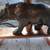 Rare and vintage bear lamp 1 thumbnail