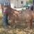 Bred mini mare- Christmas pony 8 thumbnail
