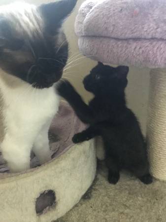 8 weeks kitten girl (Sac)63848873935875122
