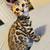 Bengal 1 thumbnail